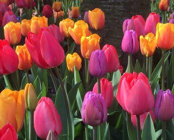 Close-up of tulips blooming outdoors