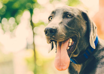 Close-up of dog panting while sitting outdoors