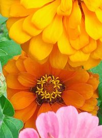 Close-up of yellow flower