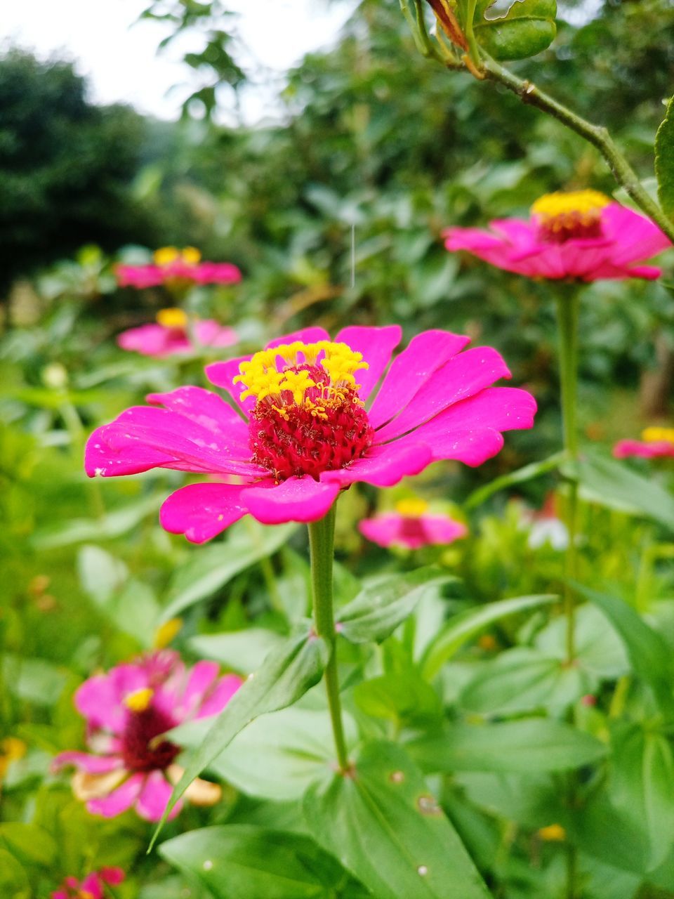 flower, flowering plant, plant, beauty in nature, freshness, pink, garden cosmos, fragility, close-up, flower head, growth, petal, nature, inflorescence, wildflower, meadow, focus on foreground, cosmos, no people, garden, day, plant part, outdoors, leaf, green, pollen, magenta, springtime, botany