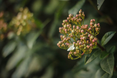 Close-up of flowering plant