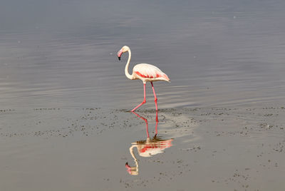 The greater flamingo in amboseli