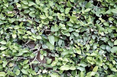 Full frame shot of ivy growing on field