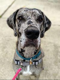 Close-up portrait of dog