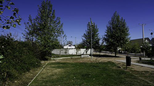 plant