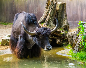 Lion in a lake