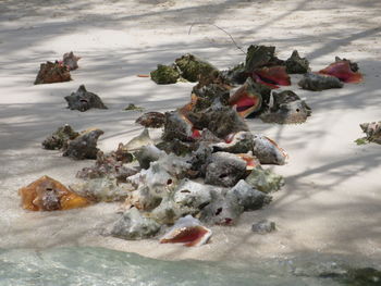 High angle view of crab on beach against sky