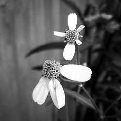 flowering plant