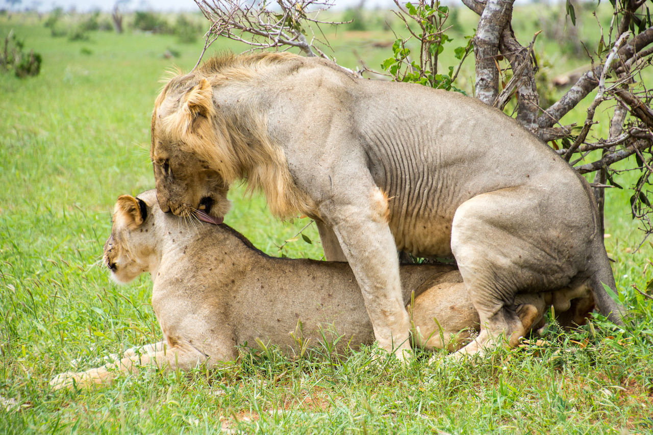 Mating lions