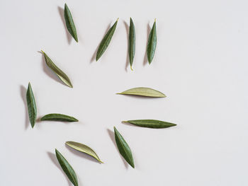 High angle view of leaves against white background