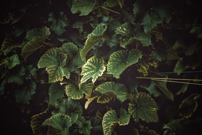 Close-up of fresh green leaves