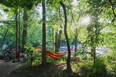 Silence in forest