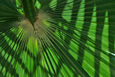 Full frame shot of leaf