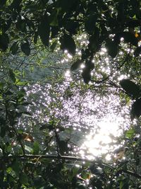 Low angle view of blooming tree