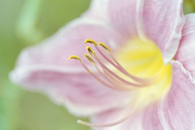 Close-up of pink flower