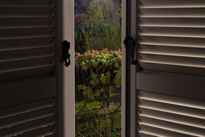 Close-up of potted plants on window of house