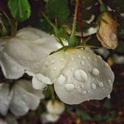 Close-up of water drops on flower