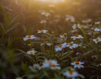 Close-up of white daisy flowers on field