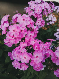 Close-up of pink flowering plants