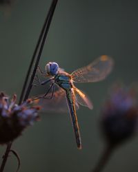 Close-up of insect on flower