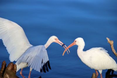 View of white ibis birds in lake