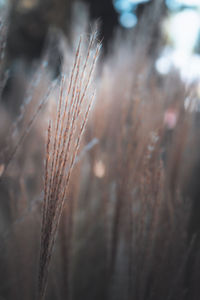 Close-up of dry leaf on field