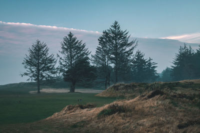 Trees in mist on bandon dunes golf course.