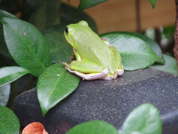 Close-up of frog on leaf