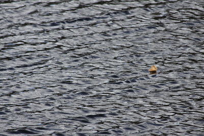 Full frame shot of swimming in lake