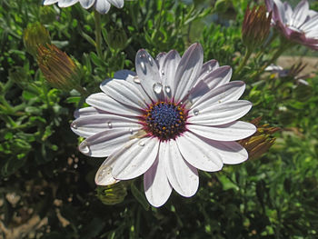 Close-up of purple flower