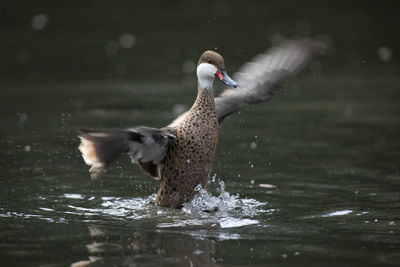 Side view of a bird in water wings spread 