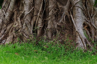 Full frame shot of tree trunk