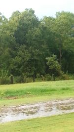 Trees on grassy field