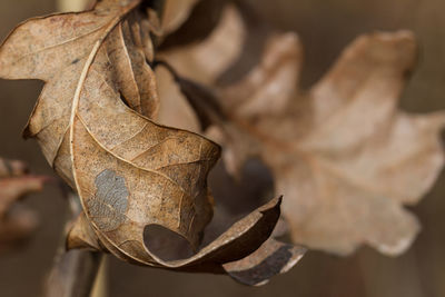 Close-up of dried leaves