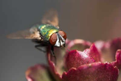 Close-up of insect on flower