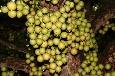 Close-up of grapes