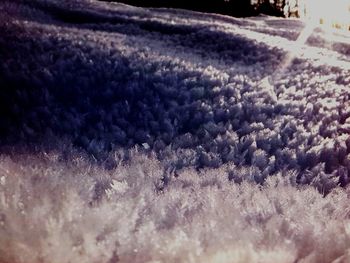 Snow covered land and trees