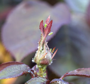 Close-up of plant during winter