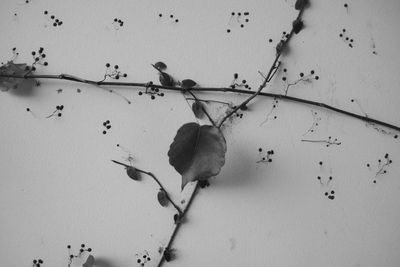 Close-up of birds on wall