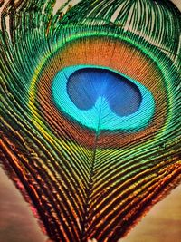 Close-up of peacock feathers