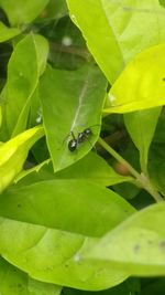 Close-up of insect on leaf