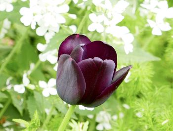 Close-up of purple tulip flower