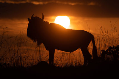 Silhouette horse on field against sky during sunset