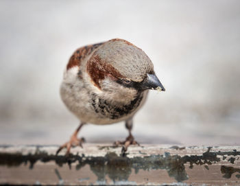Close-up of house sparrow perching on wood