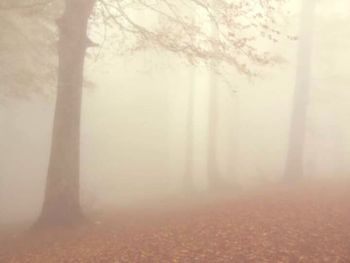 Trees in foggy weather