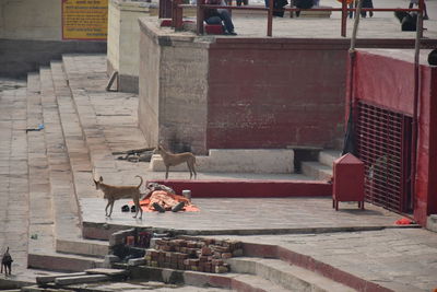 High angle view of cat on sidewalk