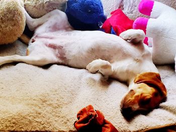 High angle view of dog sleeping with stuffed toys on bed