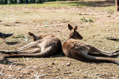 High angle view of cats lying on field