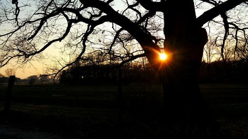 Sun shining through trees