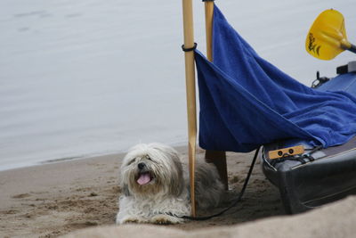 Dog relaxing on beach